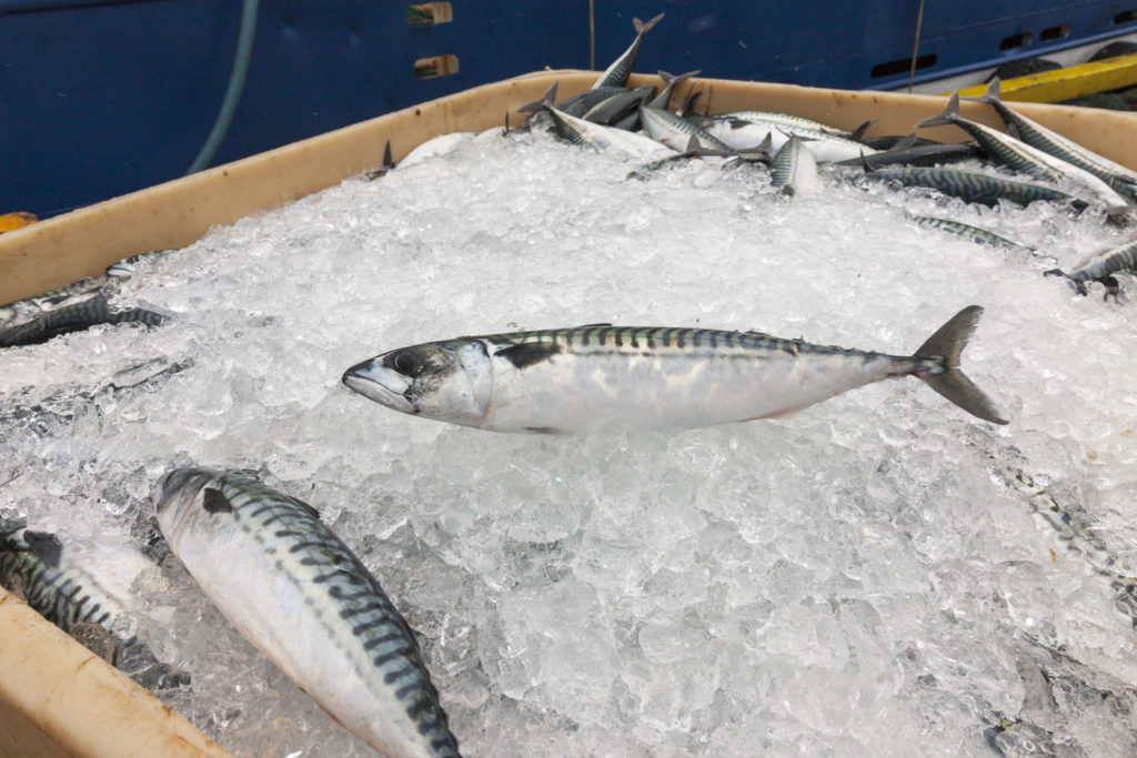 Mackerel on ice.